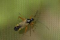 Miris striatus