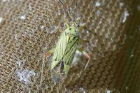 Mermitelocerus schmidtii