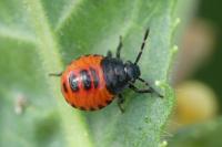 Zicrona caerulea