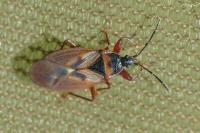 Gastrodes abietum