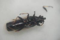 Metopoplax ditomoides