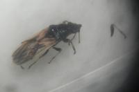 Metopoplax ditomoides