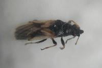 Metopoplax ditomoides