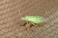 Malacocoris chlorizans