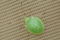 Acanthosoma haemorrhoidale
