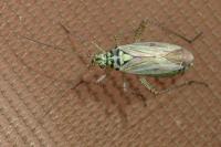 Oncotylus viridiflavus