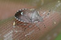 Holcostethus sphacelatus
