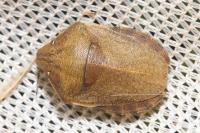 Eurygaster testudinaria