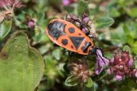 Pyrrhocoris apterus