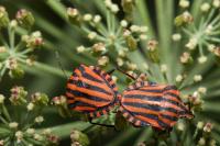 Graphosoma italicum italicum