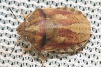 Eurygaster testudinaria