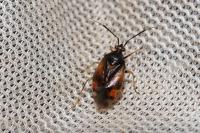 Deraeocoris ruber