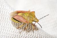 Carpocoris purpureipennis