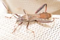 Camptopus lateralis