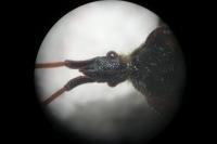 Leptoglossus occidentalis