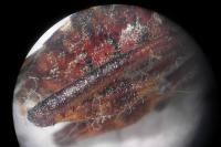 Leptoglossus occidentalis