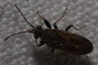 Peritrechus gracilicornis