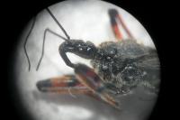 Rhynocoris annulatus