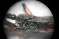 Rhynocoris annulatus