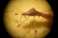 Metatropis rufescens