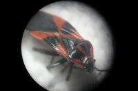 Tropidothorax leucopterus
