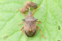 Picromerus bidens