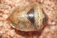 Stagonomus venustissimus