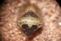 Stagonomus venustissimus