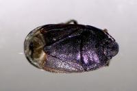 Ochetostethus