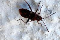 Stictopleurus punctatonervosus