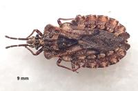 Aradus conspicuus