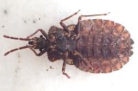 Aradus conspicuus