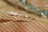 Empicoris vagabundus