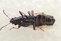Metopoplax ditomoides
