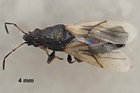 Metopoplax ditomoides