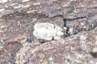 Corythucha ciliata
