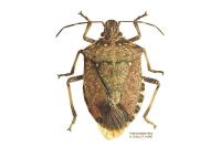 Halyomorpha halys