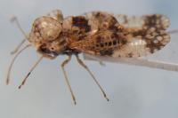 Stephanitis pyri