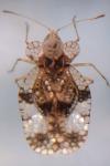 Stephanitis pyri