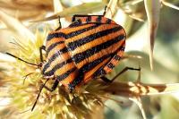 Graphosoma italicum italicum