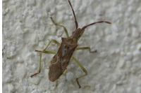 Gonocerus juniperi