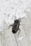 Rhyparochromus vulgaris