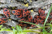 Pyrrhocoris apterus