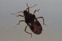 Hebrus pusillus