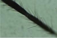 Hebrus pusillus