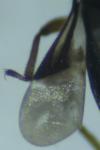 Hebrus pusillus