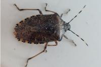 Rhaphigaster nebulosa