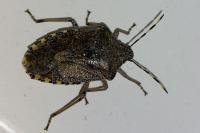 Rhaphigaster nebulosa