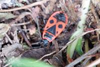 Pyrrhocoris apterus