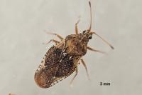Physatocheila dumetorum